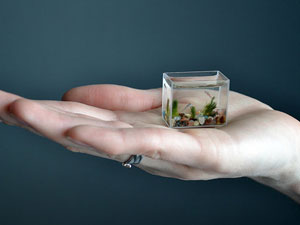 Аквариум умещается на человеческой ладони Аквариум умещается на человеческой ладони